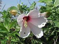Swamp Hibiscus