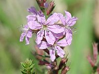 Winged Loosestrife