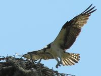 Osprey near power lines