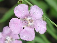 Beach False Foxglove