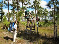 Forever Florida Crossover