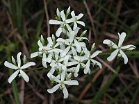 Lanceleaf Rosegentian