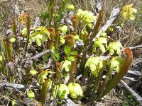 Hooded Pitcher Plant