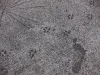 Animal Tracks