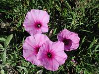 Saltmarsh Morning-Glory