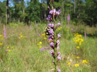 Bumble Bee on a Blazing Star