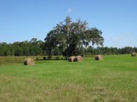 Green Pastures