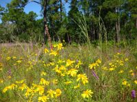Flowering Meadow