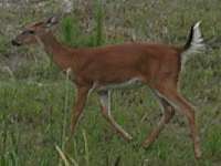 White-tail Deer