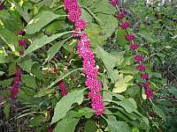 American Beautyberry