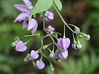 Brazilian Nightshade
