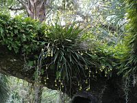 Florida Butterfly Orchid