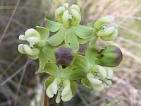 Largeflower Milkweed