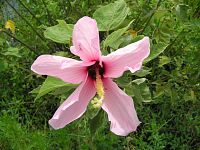 Swamp Rosemallow