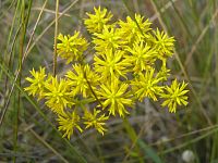 Tall Pinebarren Milkwort
