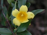 Yellow Jessamine