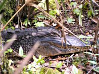 Gator