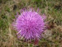 Thistle