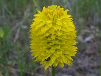 Yellow Milkwort