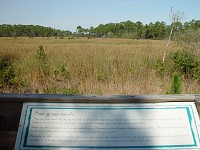 Saw Grass Marsh