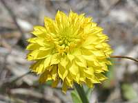 Yellow Batchelors Button