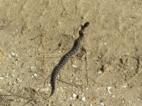 Pygmy Rattler