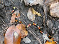Coral Snake