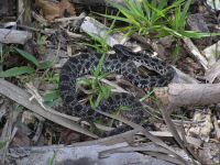 Pigmy Rattler